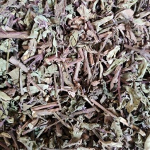 广西中草药材猫须草猫须公肾茶叶多好货