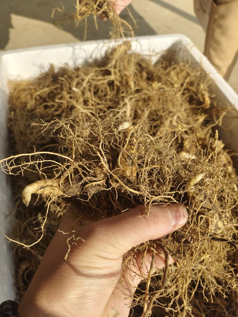 黄精种芽产地直销视频看货提供技术指导