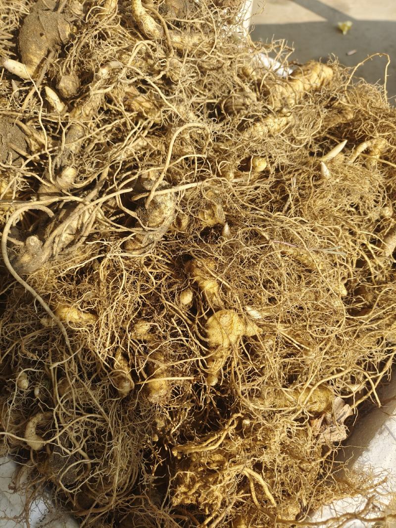 黄精种芽产地直销视频看货提供技术指导