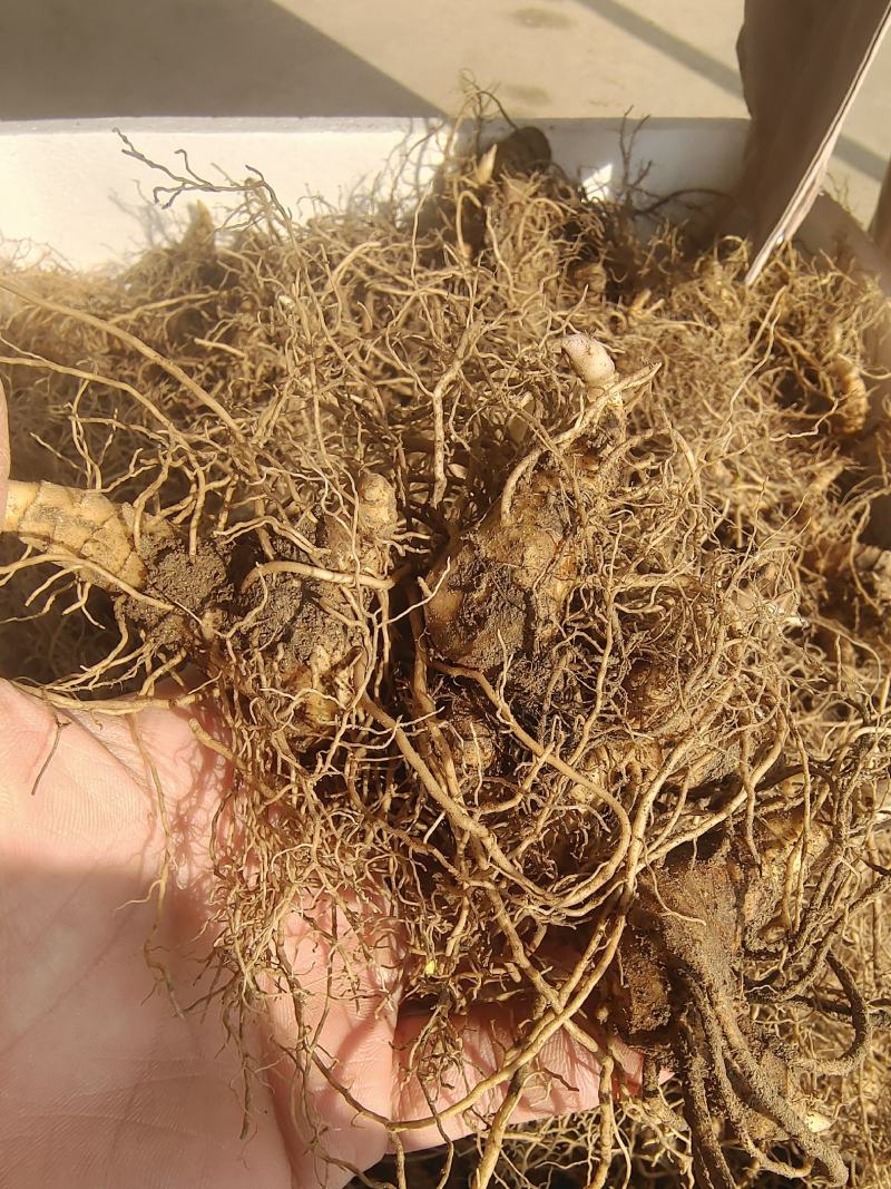 黄精种芽产地直销视频看货提供技术指导