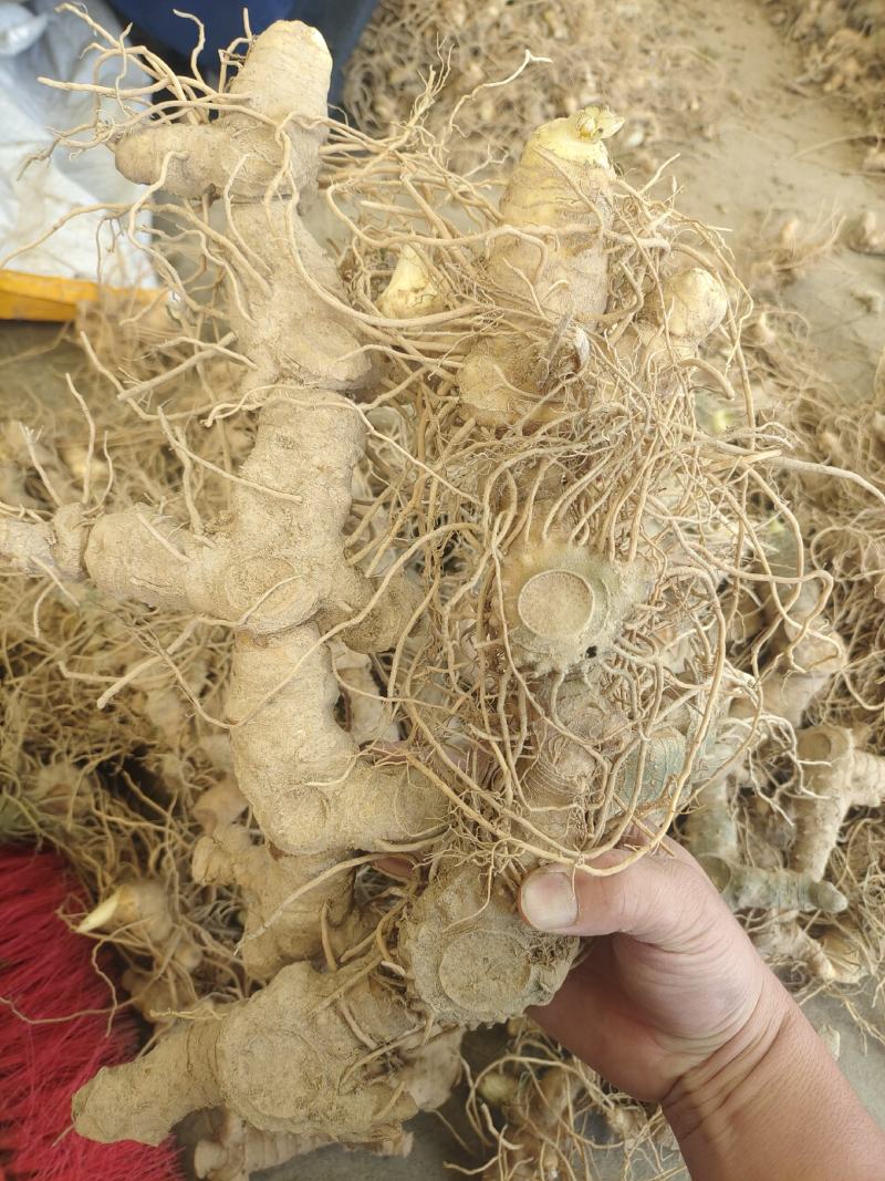 黄精鲜货块茎多花姜形多花鸡头黄精黄精