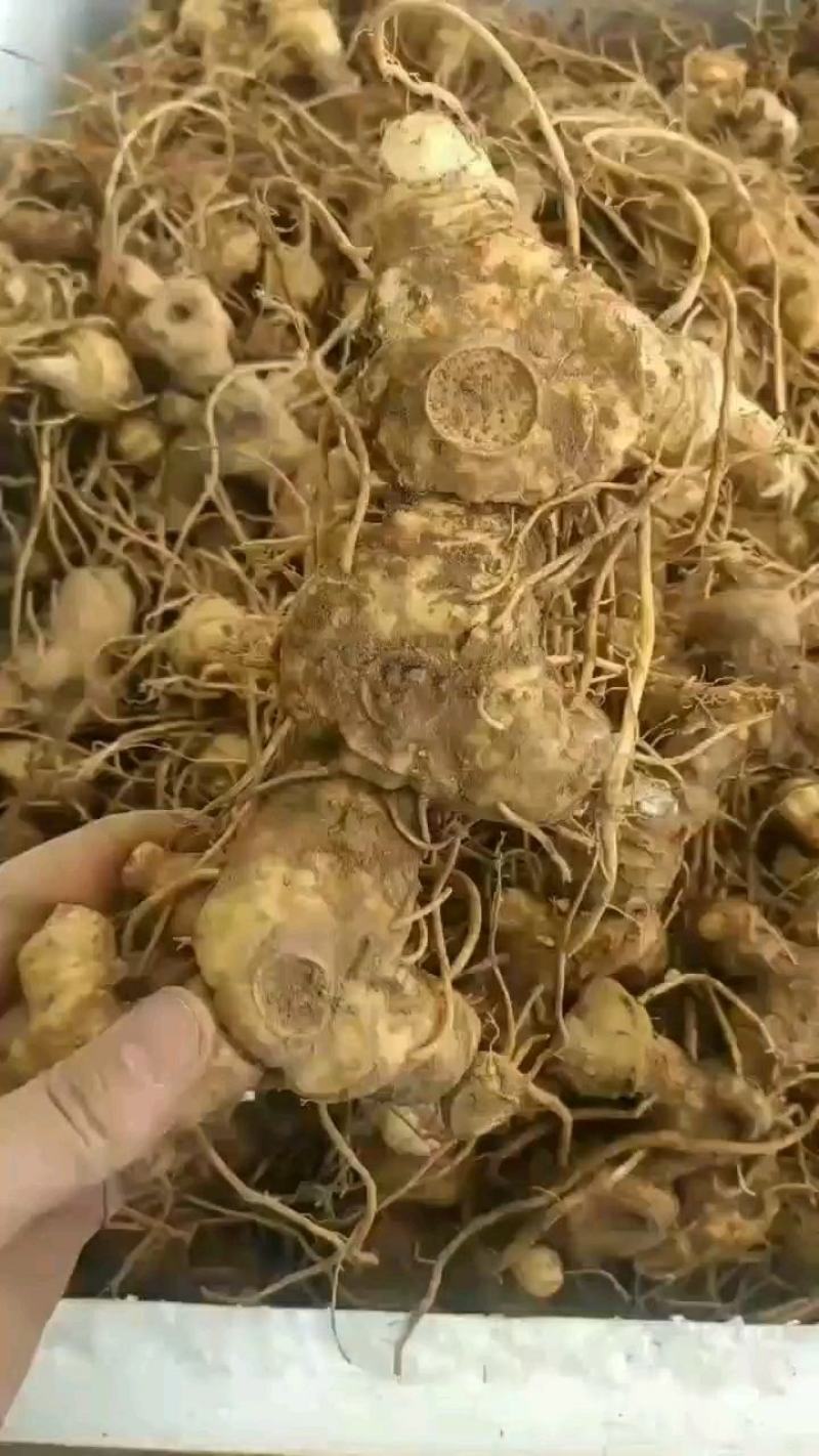 黄精鲜货块茎多花姜形多花鸡头黄精黄精