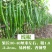 线椒辣椒苗批发，抗病耐寒，大量出售，基地直供