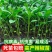 线椒辣椒苗批发，抗病耐寒，大量出售，基地直供