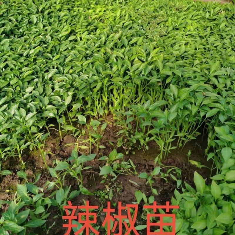 线椒辣椒苗批发，抗病耐寒，大量出售，基地直供