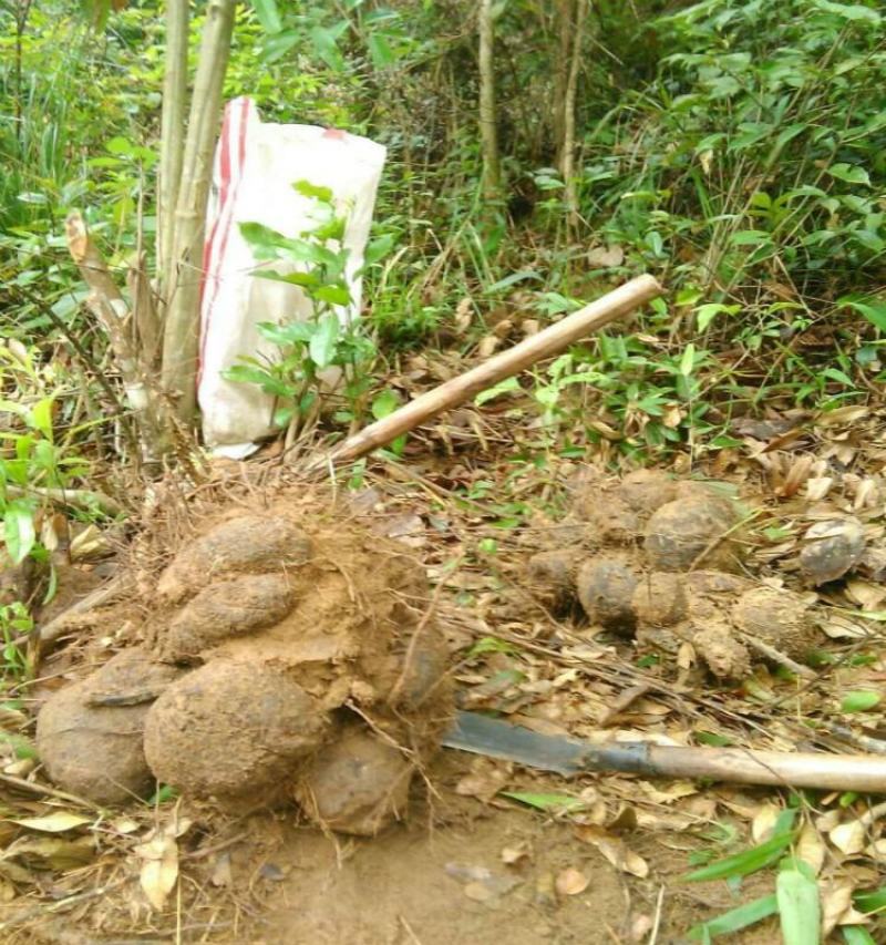 广西大山药材薯莨红药子朱砂莲鸡血莲牛血莲血三七