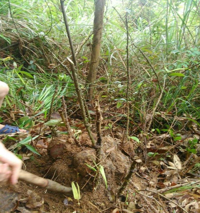 广西大山药材薯莨红药子朱砂莲鸡血莲牛血莲血三七