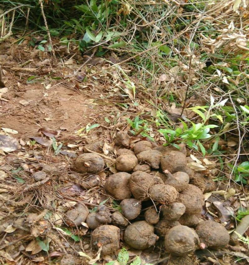 广西大山药材薯莨红药子朱砂莲鸡血莲牛血莲血三七
