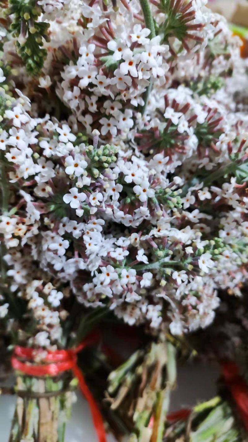 密蒙花，贵州野生密蒙花，染色花，2022年新品