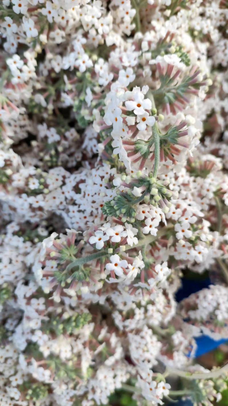 密蒙花，贵州野生密蒙花，染色花，2022年新品