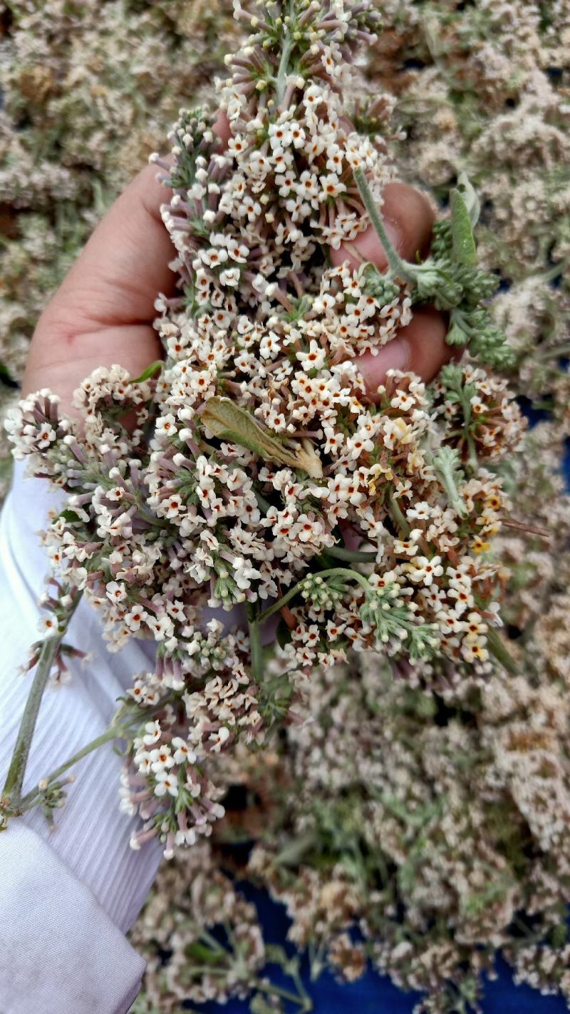 密蒙花，贵州野生密蒙花，染色花，2022年新品