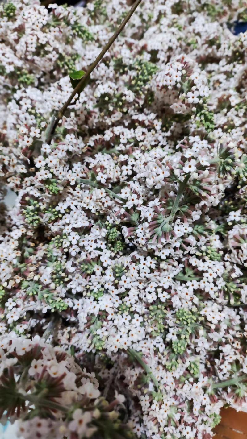 密蒙花，贵州野生密蒙花，染色花，2022年新品