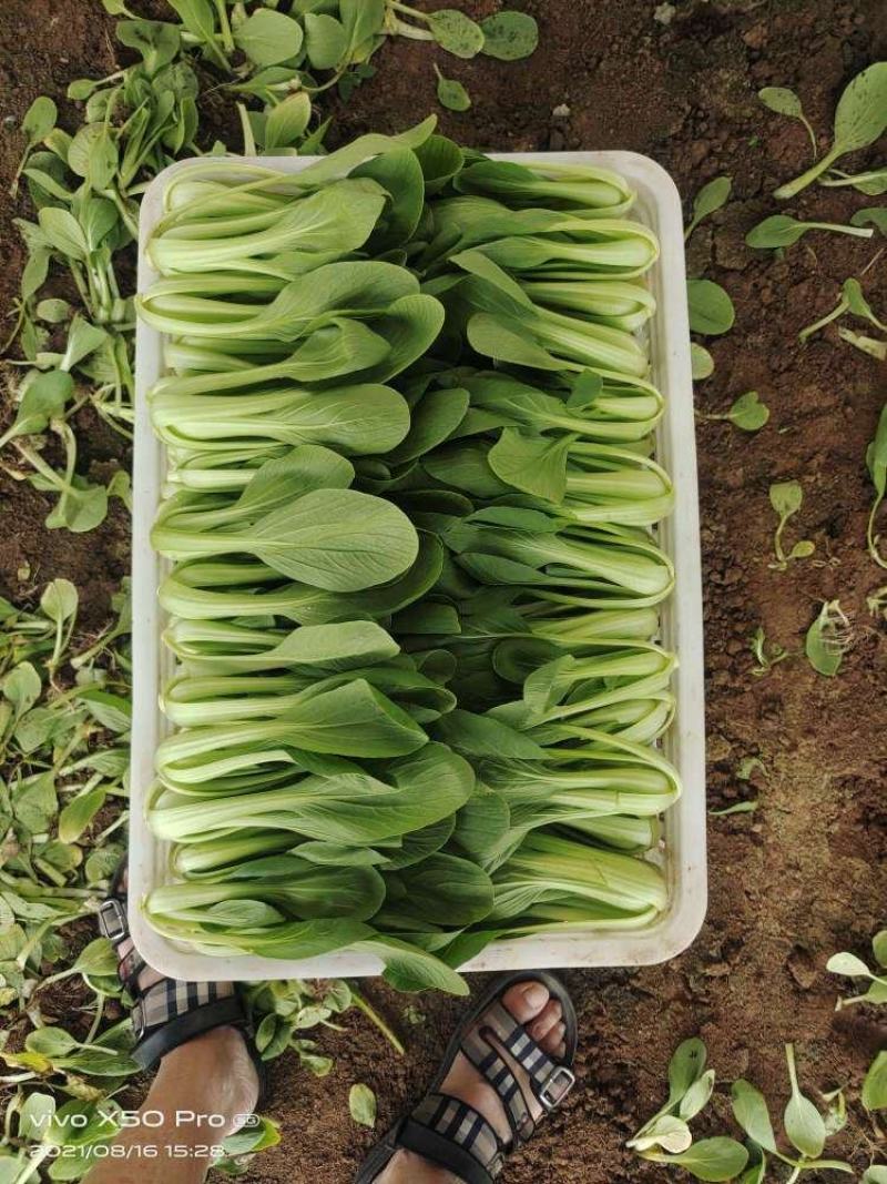 精品小油菜种植基地大量上市欢迎新老客户