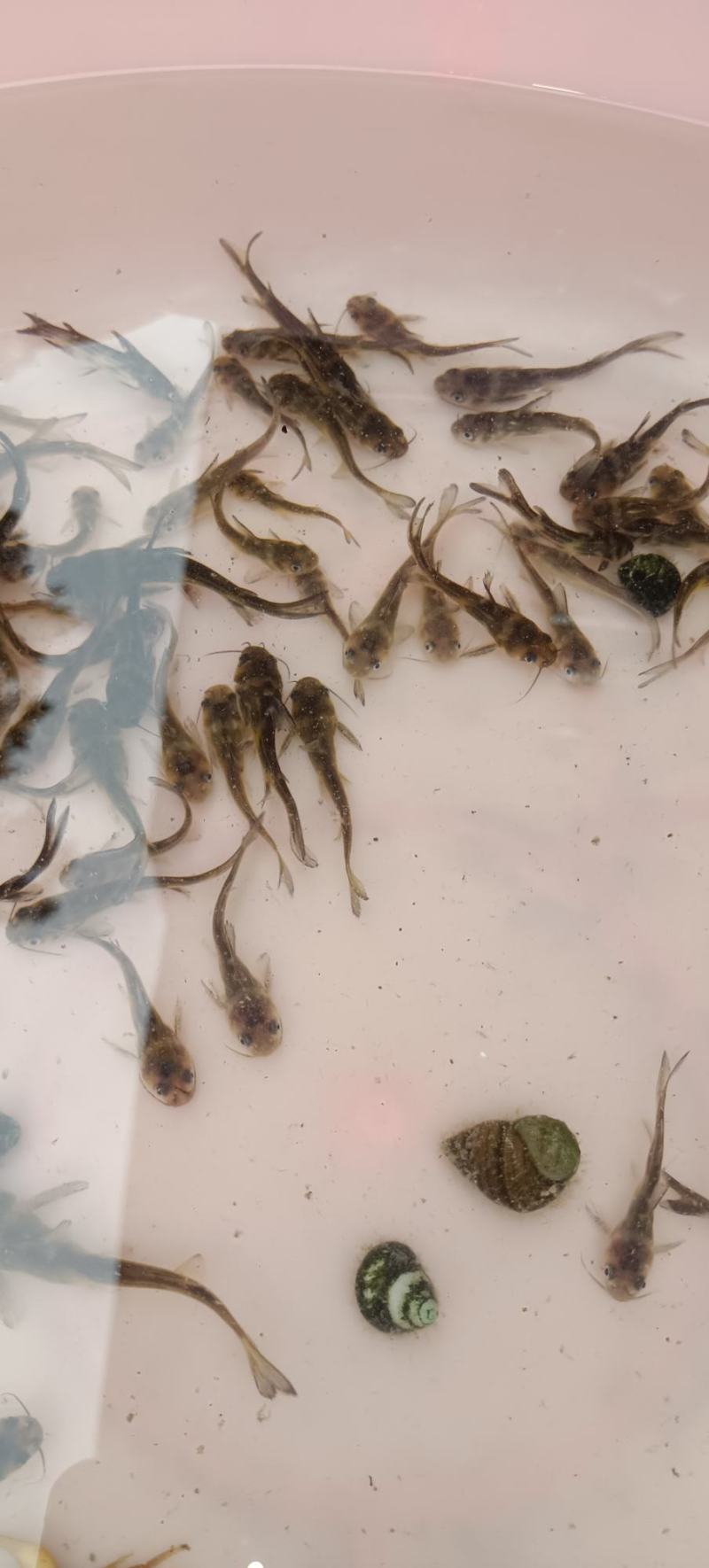 长期供应金优一号黄骨鱼苗黄颡鱼苗，欢迎进店选购