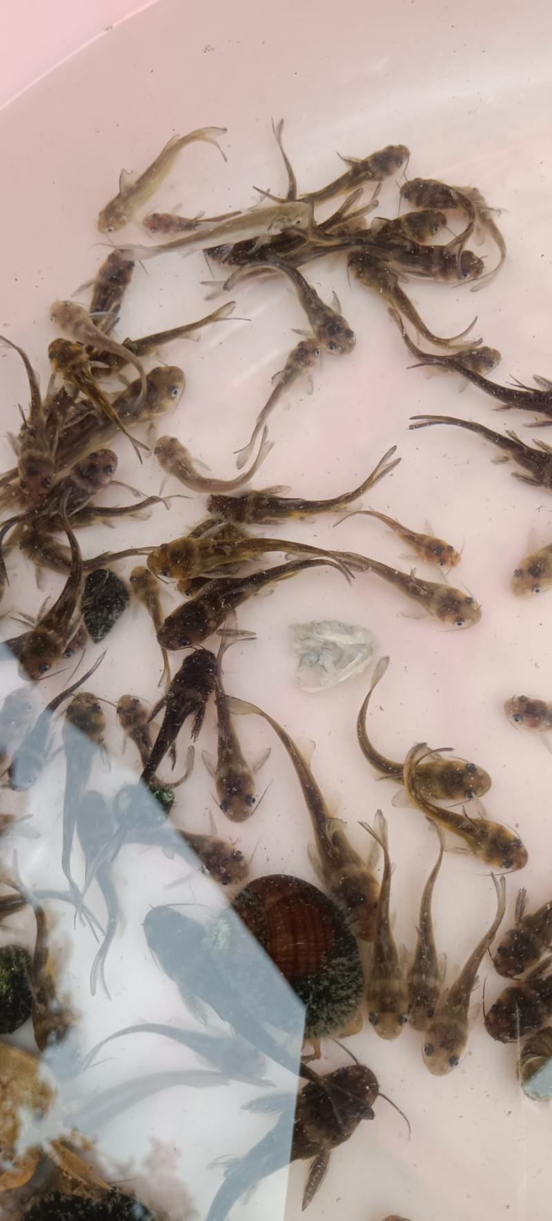 长期供应金优一号黄骨鱼苗黄颡鱼苗，欢迎进店选购