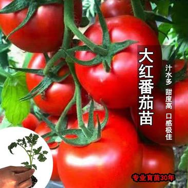 优质番茄苗，基地直供，长年销售，需要的老板随时联系