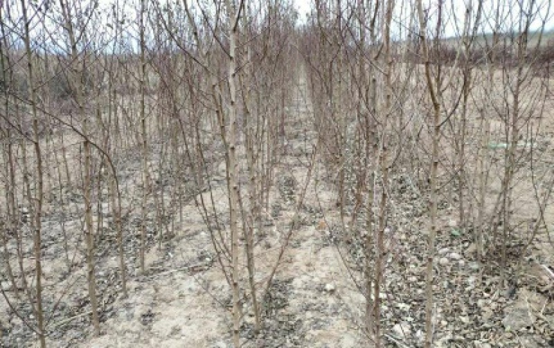 嫁接桃树苗黄金桃新品种南方北方种植果树三年苗明年结果