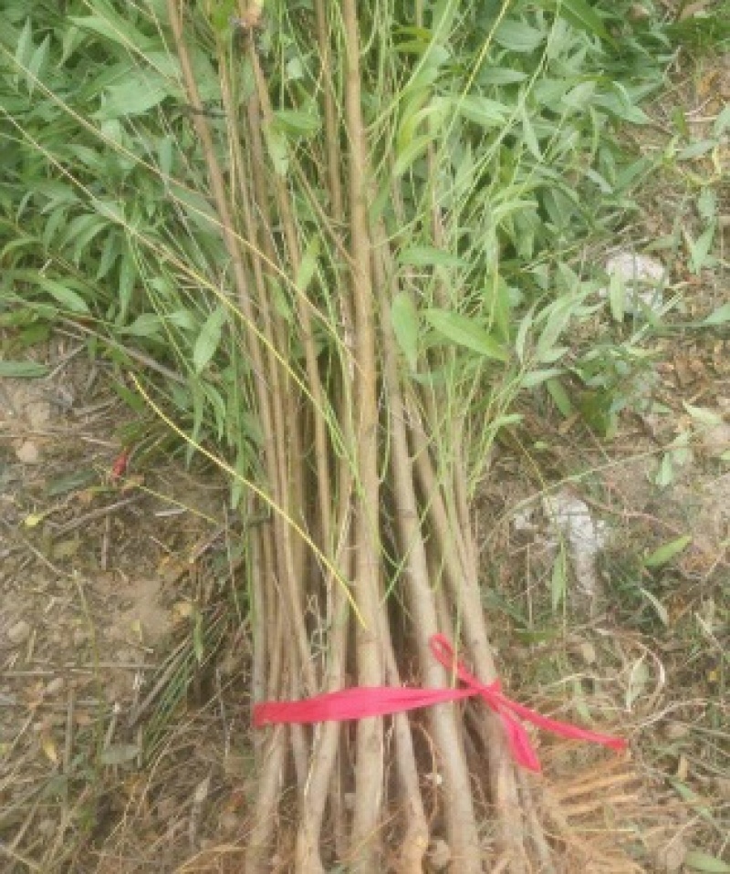 嫁接桃树苗黄金桃新品种南方北方种植果树三年苗明年结果