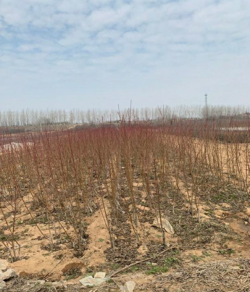 嫁接桃树苗黄金桃新品种南方北方种植果树三年苗明年结果