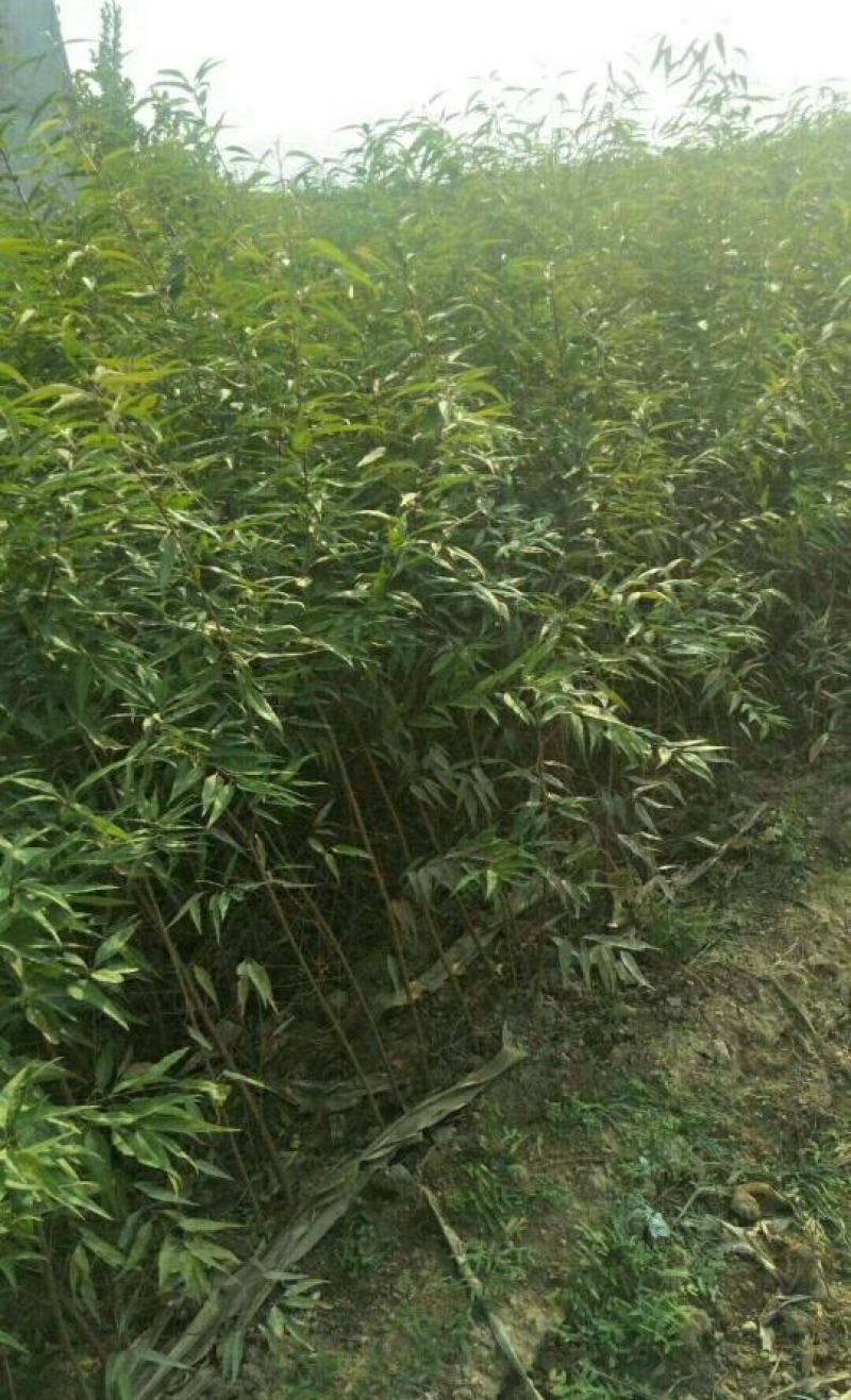 嫁接桃树苗黄金桃新品种南方北方种植果树三年苗明年结果