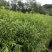 嫁接桃树苗黄金桃新品种南方北方种植果树三年苗明年结果