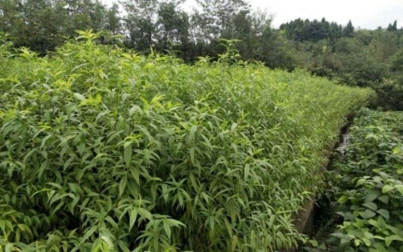嫁接桃树苗黄金桃新品种南方北方种植果树三年苗明年结果