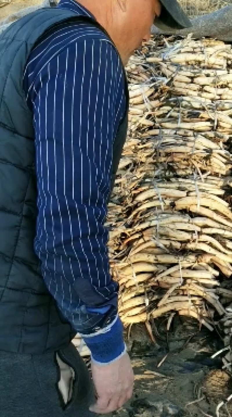 荷花藕苗，深水野红莲，成活率高，生长速度快