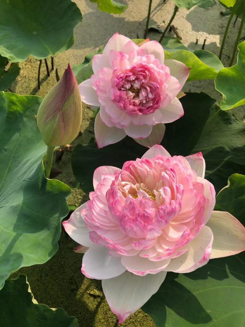 荷花藕苗，深水野红莲，成活率高，生长速度快