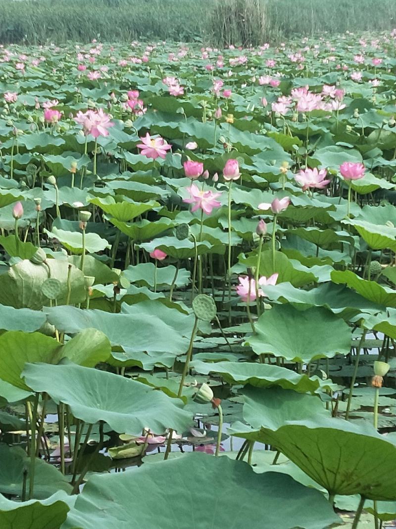 荷花藕苗，深水野红莲，成活率高，生长速度快