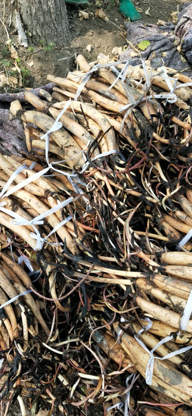 荷花藕苗，深水野红莲，成活率高，生长速度快
