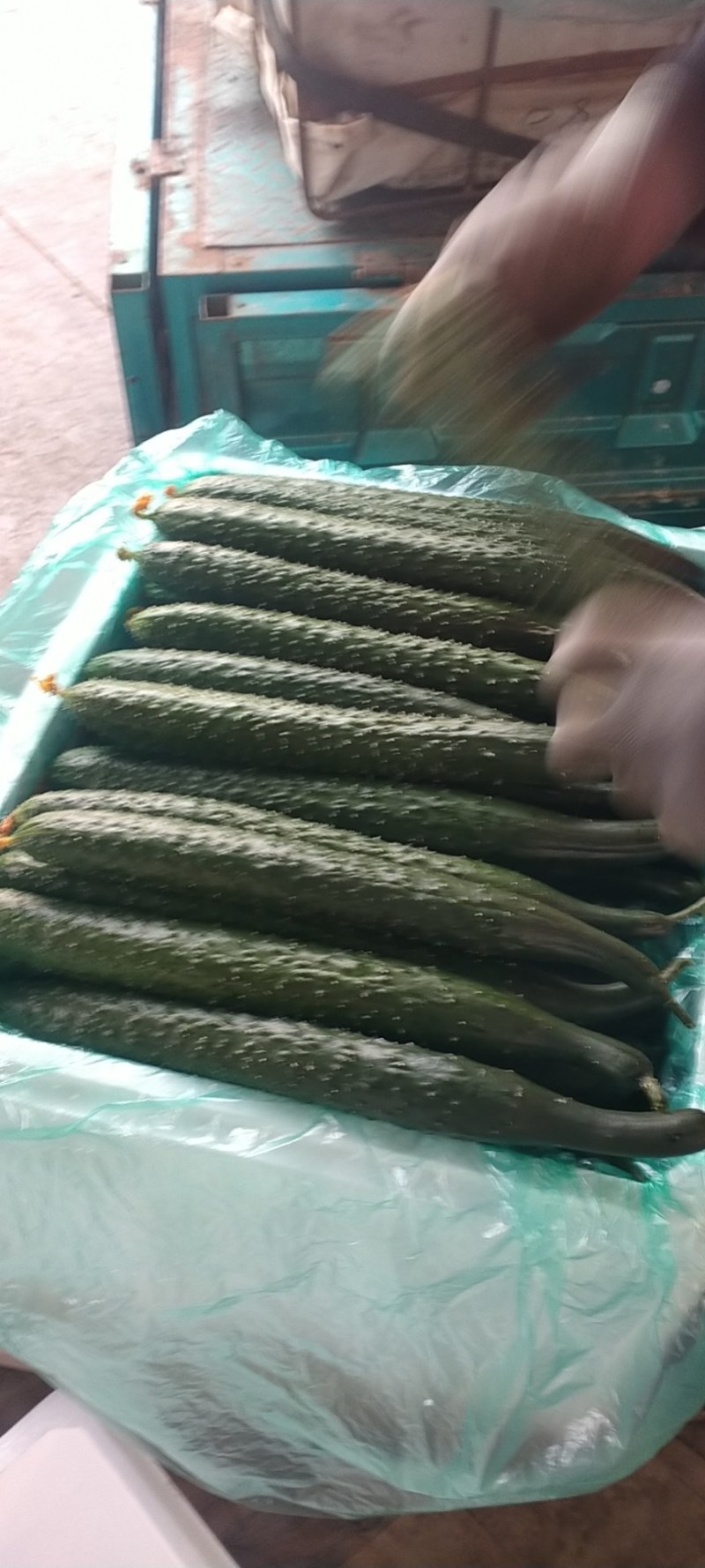 密刺黄瓜25公分以上干花带刺产地直供货源充足