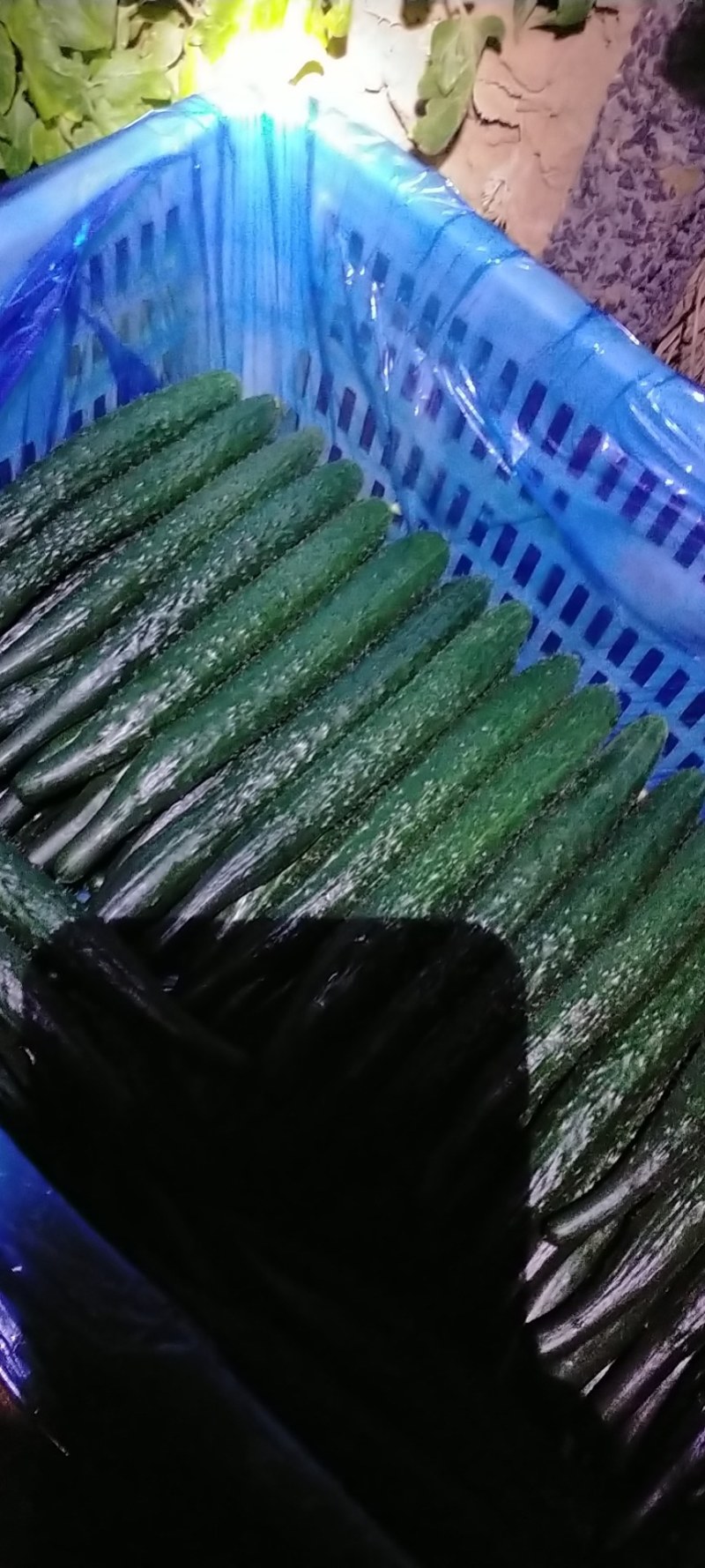 密刺黄瓜25公分以上干花带刺产地直供货源充足