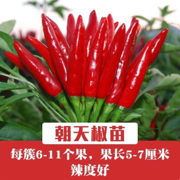 朝天椒苗，育苗基地直供，专业育苗30年，长年供应