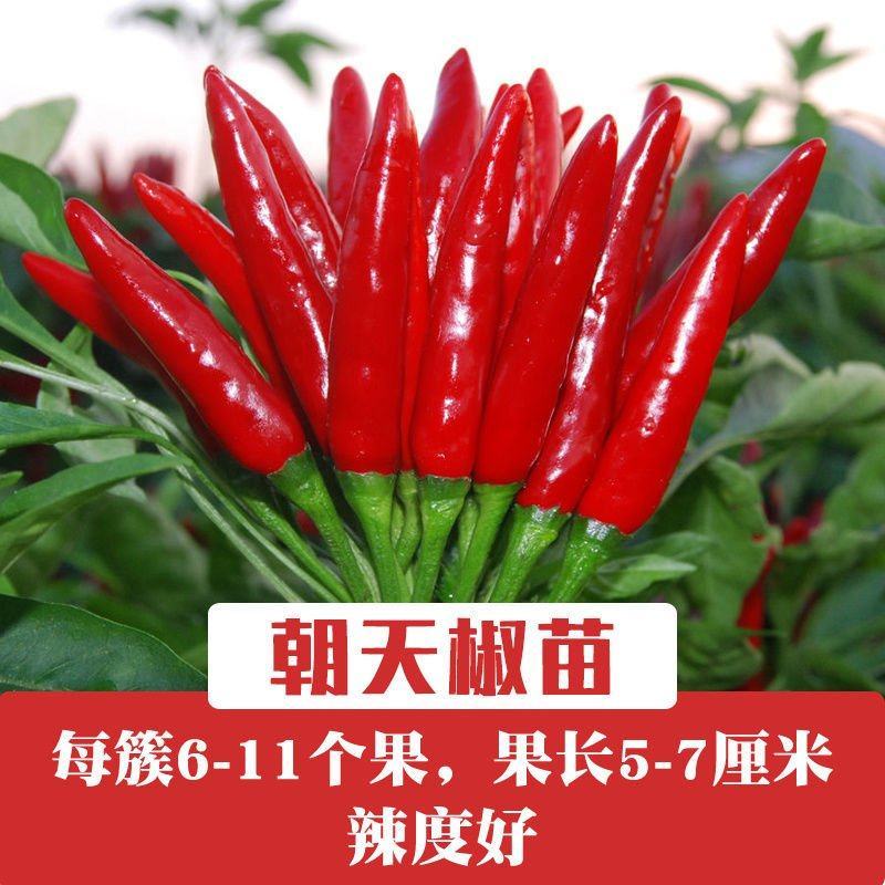 朝天椒苗，育苗基地直供，专业育苗30年，长年供应