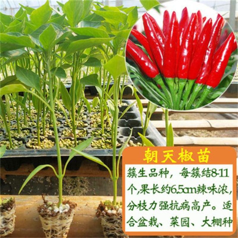 朝天椒苗，育苗基地直供，专业育苗30年，长年供应