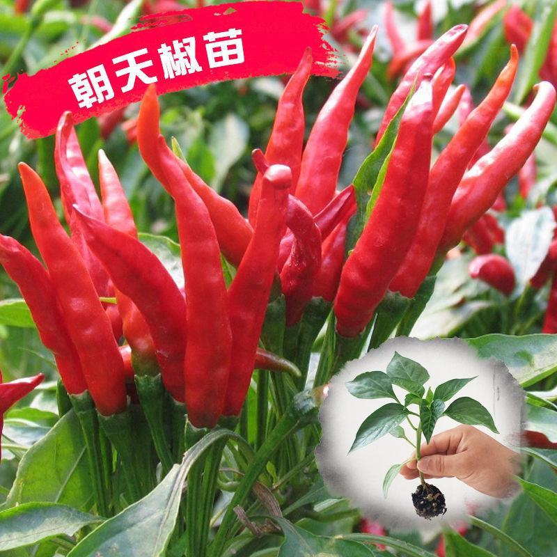 朝天椒苗，育苗基地直供，专业育苗30年，长年供应