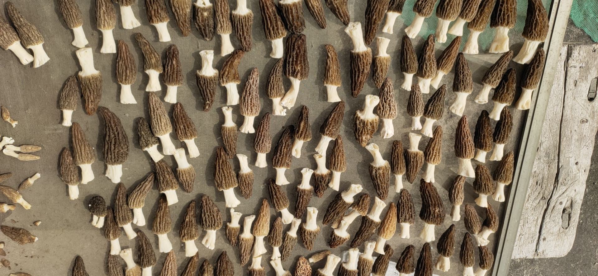 羊肚菌采收与晾晒场景