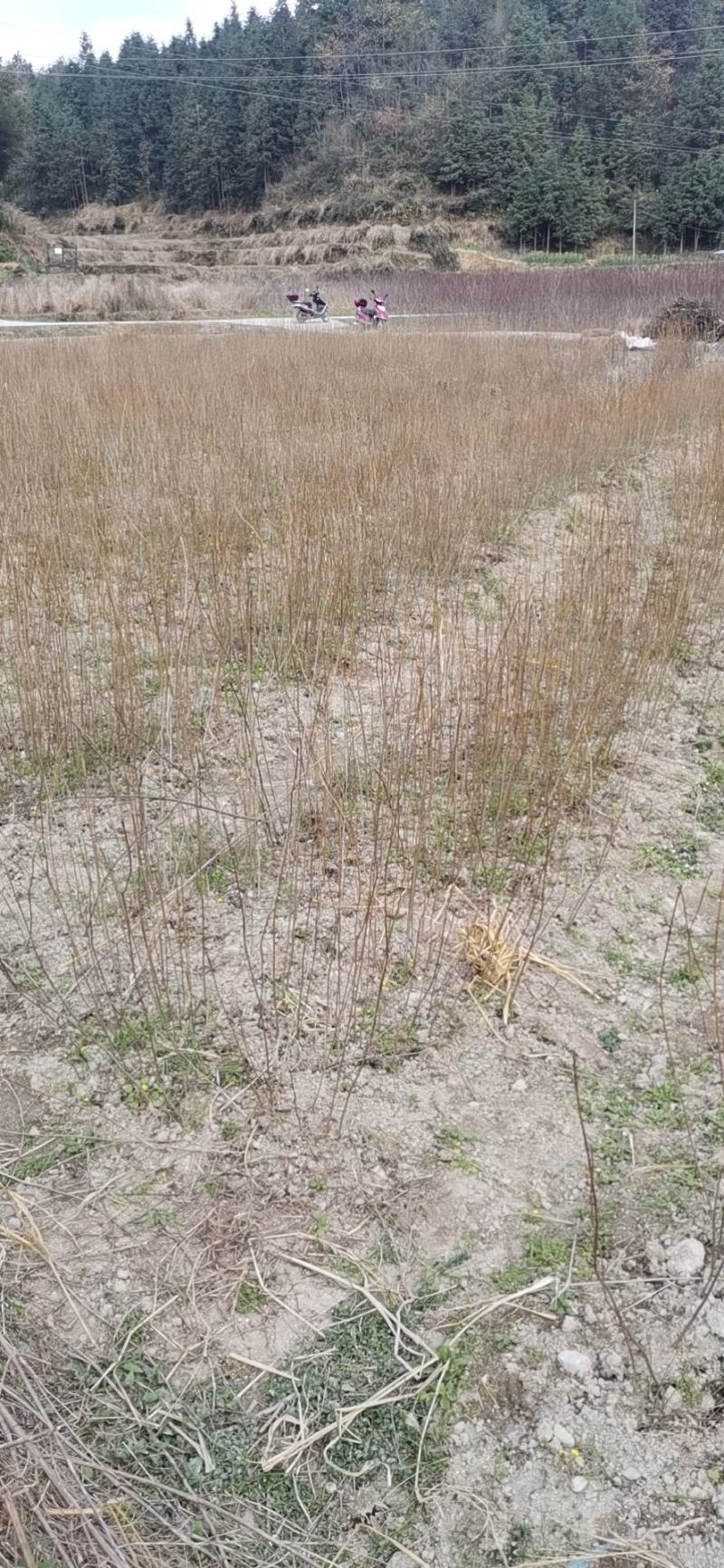 厚皮川黄柏苗大量有货，各种规格，价格优惠欢迎客商前来采购