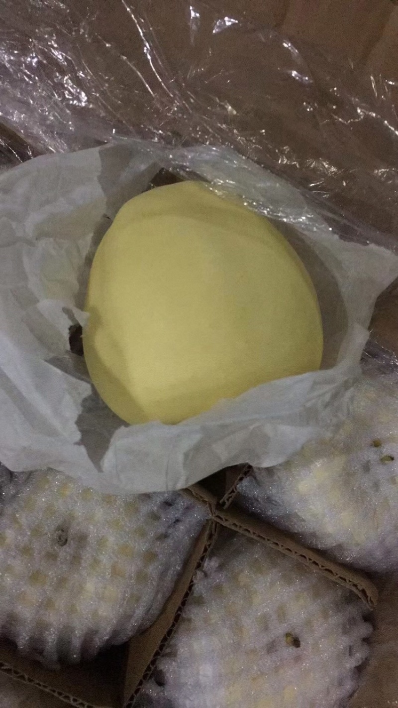 甘肃白果