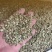 蒺藜干货蒺藜中药材干净无杂质量大从优欢迎选购