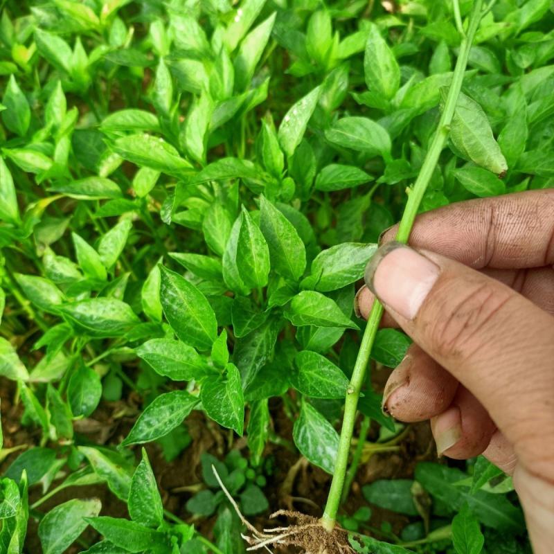 【推荐】优质辣椒苗，大量供应，基地直供，