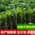 【推荐】优质辣椒苗，大量供应，基地直供，