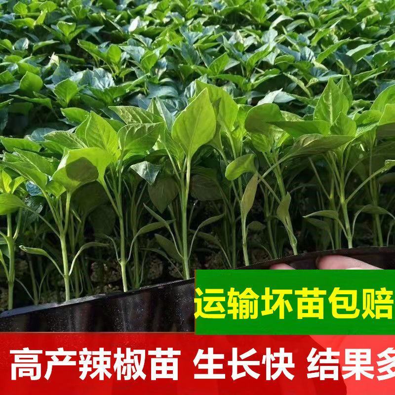 【推荐】优质辣椒苗，大量供应，基地直供，