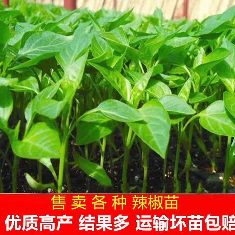 【推荐】优质辣椒苗，大量供应，基地直供，