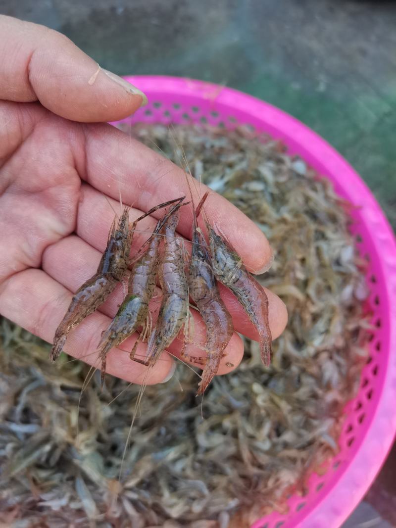 小河虾，小土虾，青虾，活冻品质，自然生态补捞，产地，广东