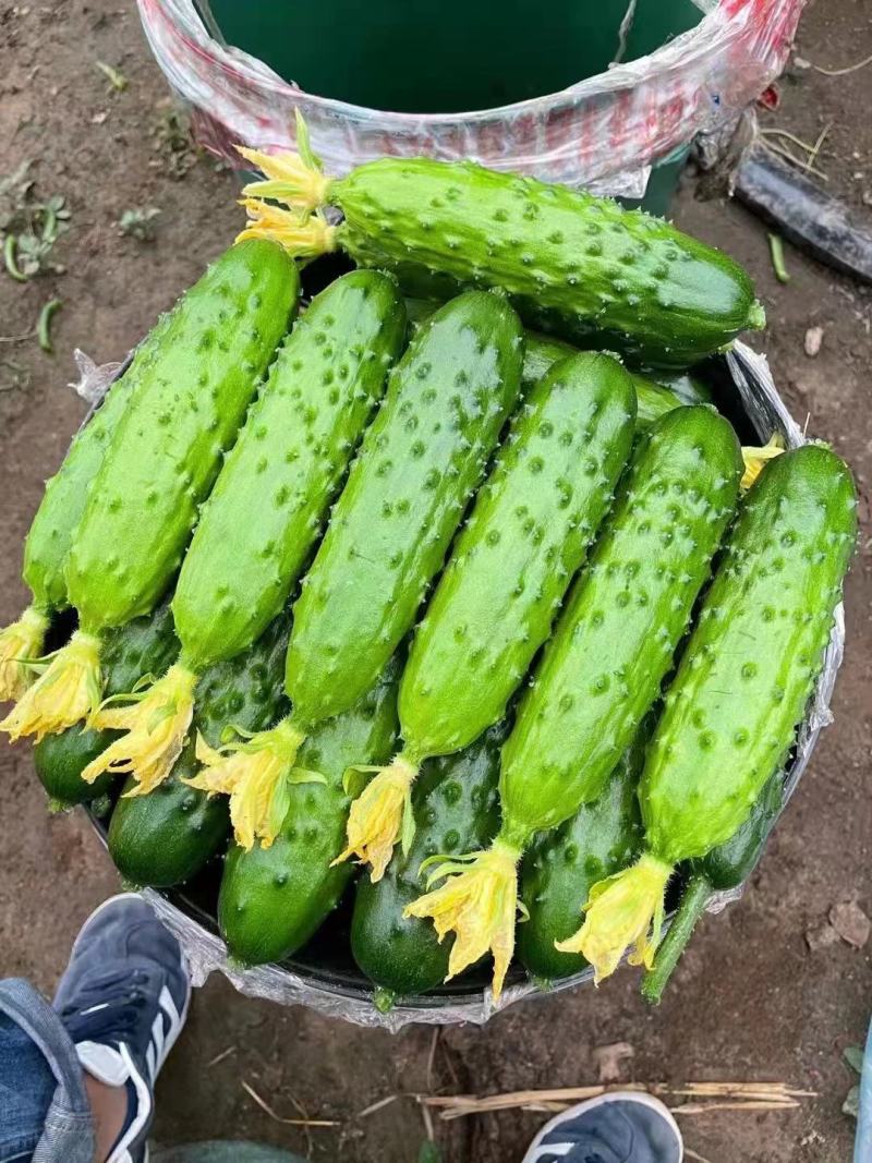 辽宁绥中旱黄瓜，鲜花带刺，量大常年有货，欢迎采购