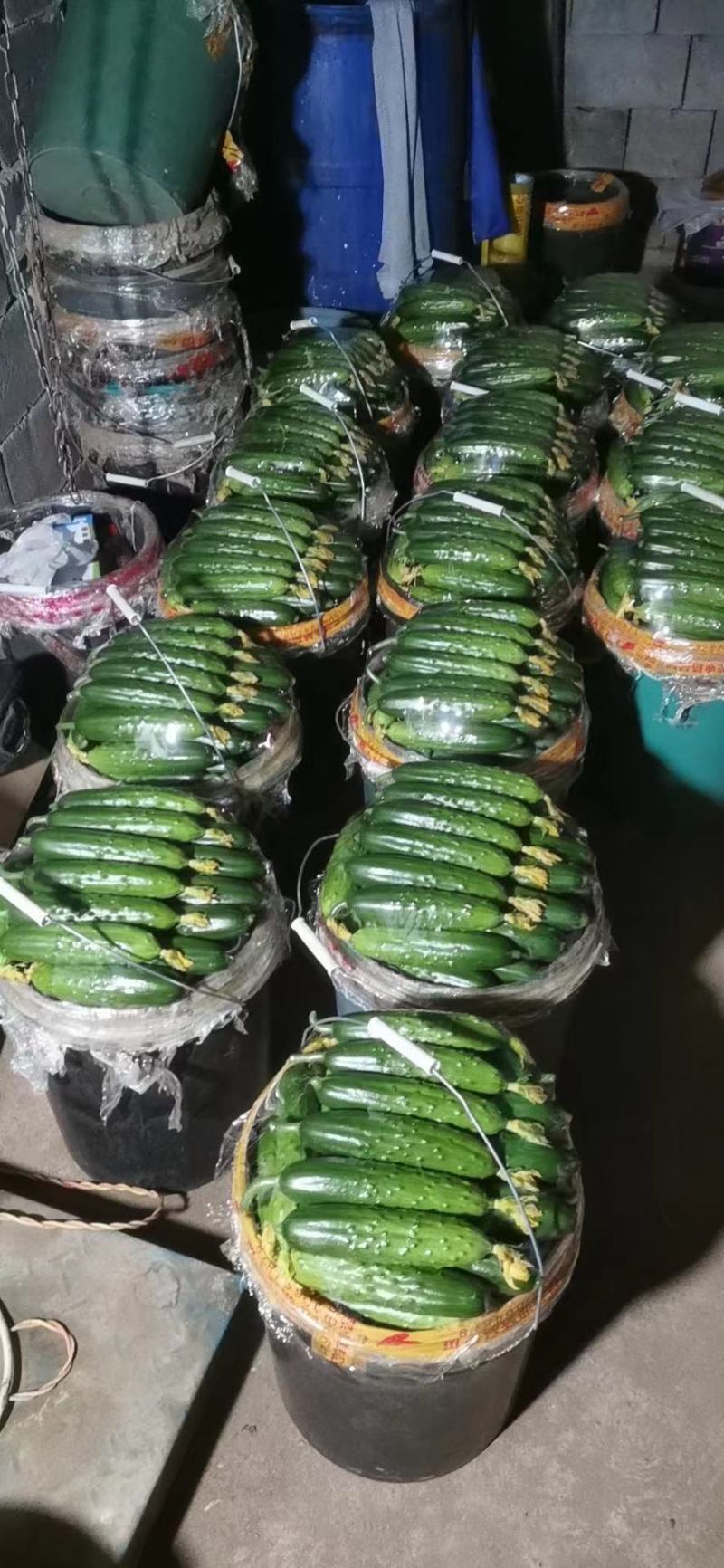 推荐辽宁绥中旱黄瓜，鲜花带刺，量大常年有货，欢迎采购