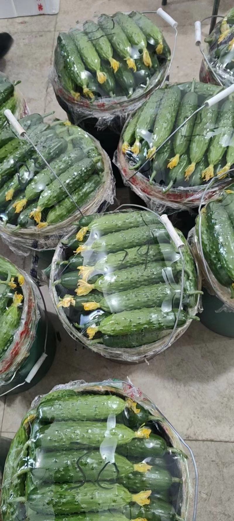 辽宁绥中旱黄瓜，鲜花带刺，量大常年有货，欢迎采购