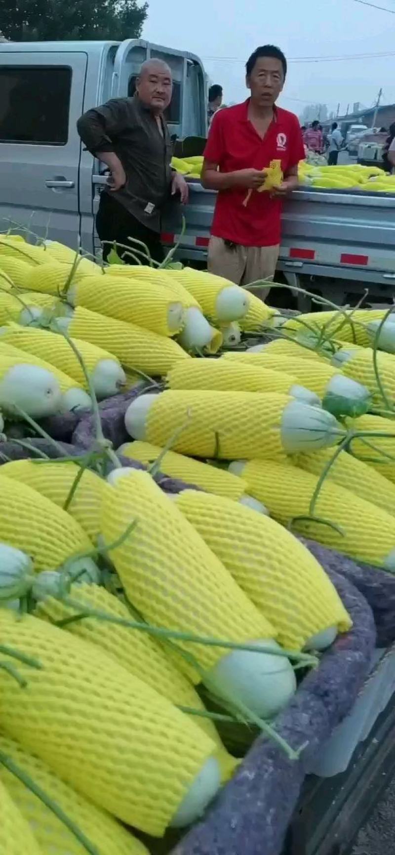 【博洋61】滑县博洋甜瓜品种齐全量大优惠对接全国客商