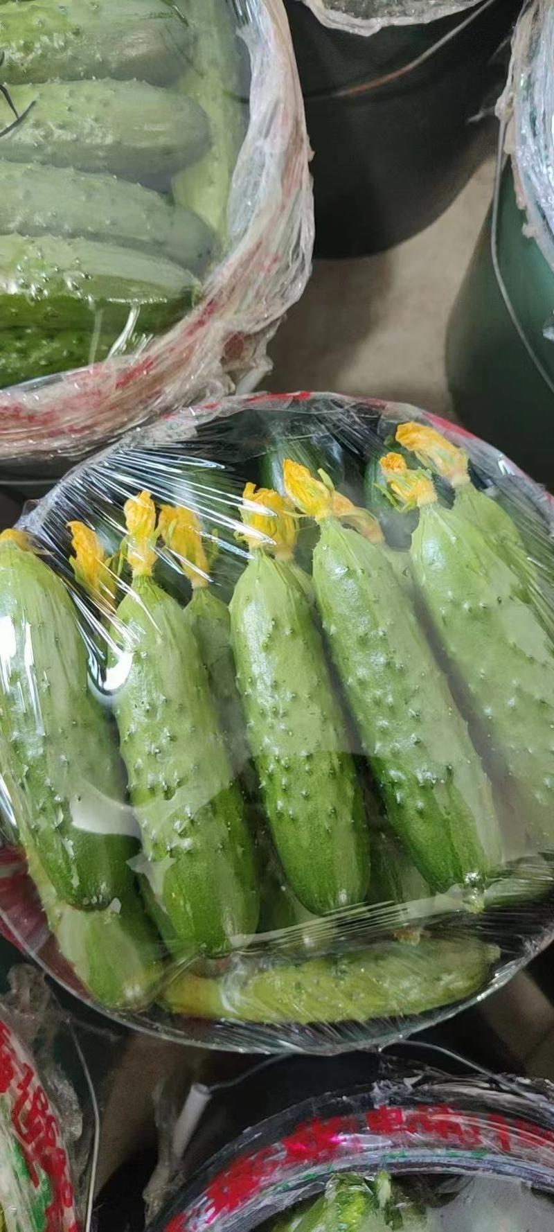 【推荐】辽宁绥中旱黄瓜，鲜花带刺，量大常年有货，欢迎采购